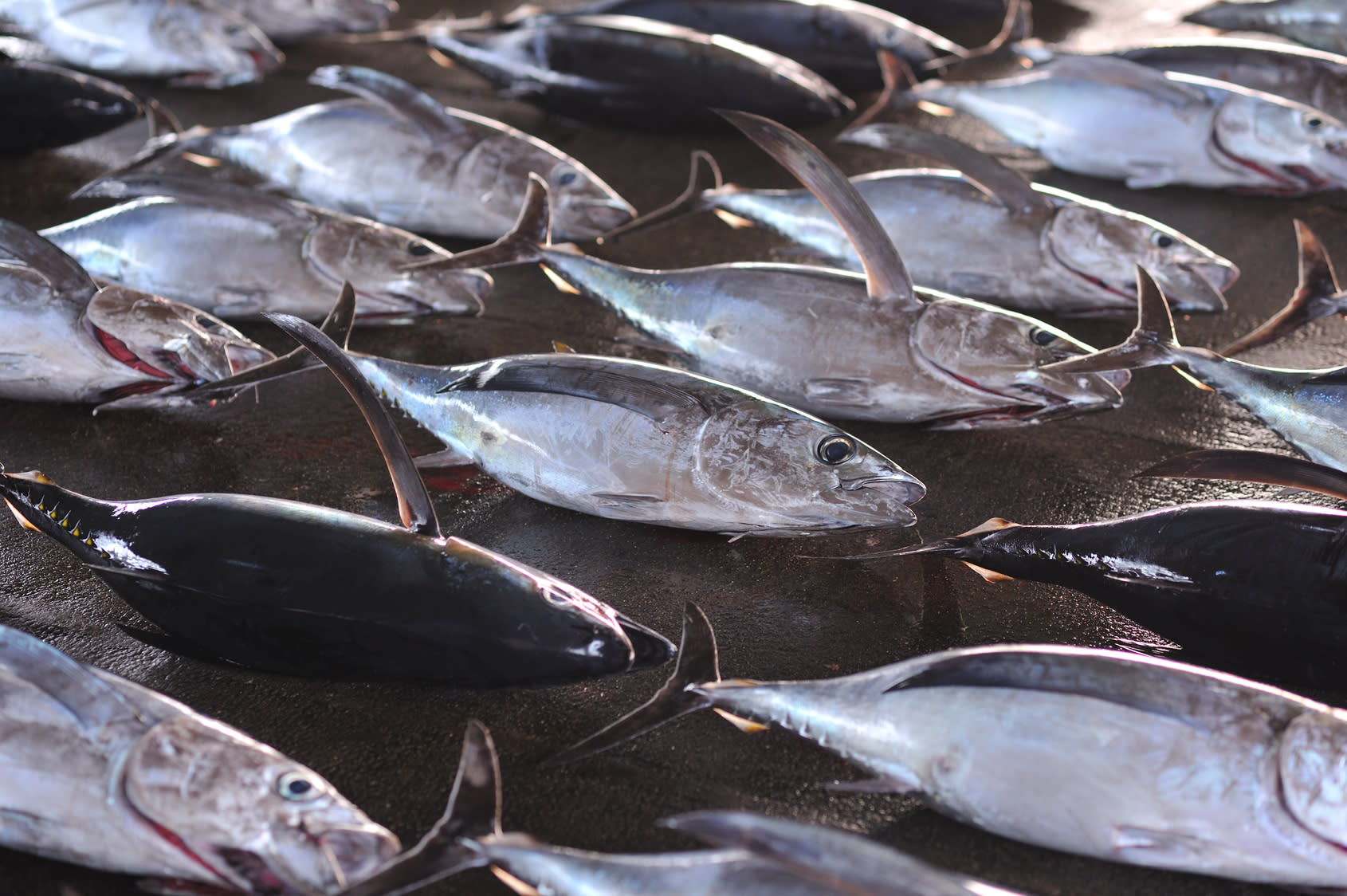 日本の漁業に異変が…。不漁が相次いだ2017年のニュースを調べてみました | 農家漁師から産地直送の通販 ポケットマルシェ