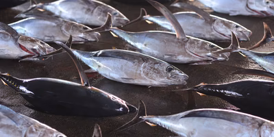 日本の漁業に異変が…。不漁が相次いだ2017年のニュースを調べてみました