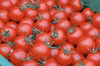 あのや菜園の【フルティカトマト】140g×6パック