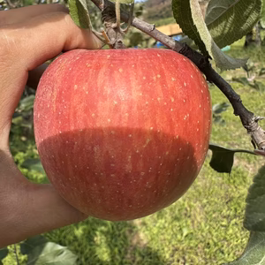 青森県産ふじ　上実