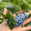 昔ながらの品種のブルーベリージャム【ハイブッシュならではの上品な香り
