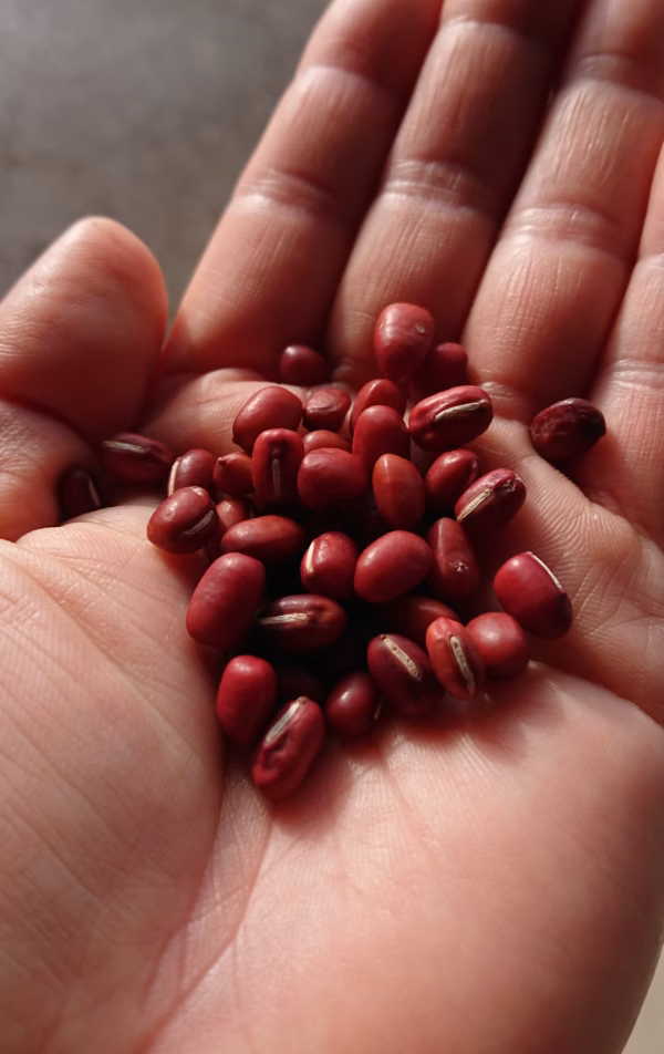 大納言小豆【自然栽培】