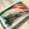 【本日発送限定】今朝獲れ鮮魚 ーLサイズ