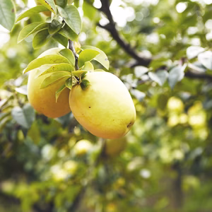 【秋の手しごと】香りのよい　かりん・3ｋｇ/奈良吉野産 /11月発送