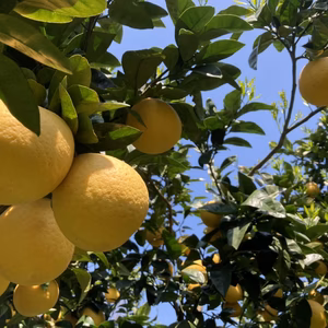 収穫真っ只中！！「河内晩柑」！SALE！！