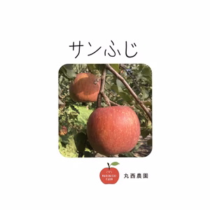 ※お得商品 さんふじ小玉　特別栽培ネオニコチノイド系農薬不使用