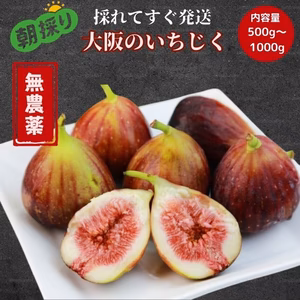 減農薬【クール便】朝採り完熟いちじく　イチジク　希少　無花果　大阪　羽曳野