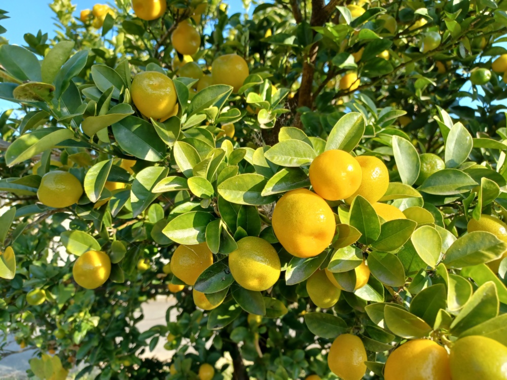 数量限定】ジューシィで大粒かな？キンカン｜きんかんの商品詳細