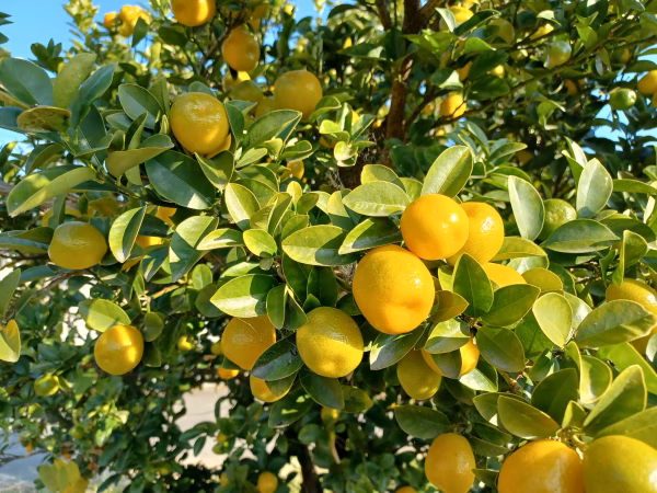 【数量限定】ジューシィで大粒かな？キンカン