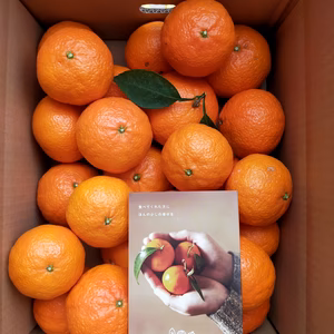 当園リピート率No.1　ハウス津の輝　5kg