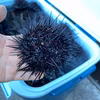 北海道利尻島産キタムラサキウニ（B級品）