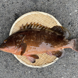 ✨本日限定1名様✨幻の魚アコウ1匹(1.7Kg前後)