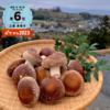 しあわせ椎茸♪【クール便】こだわり味自慢（菌床）