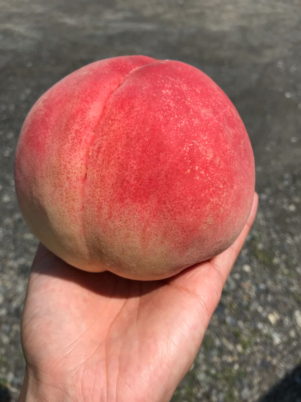 かわいいかわいい桃のおはなし 農家漁師から産地直送の通販 ポケットマルシェ