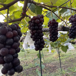 【限定10箱】スチューベン 1.８キロ（5〜6房）