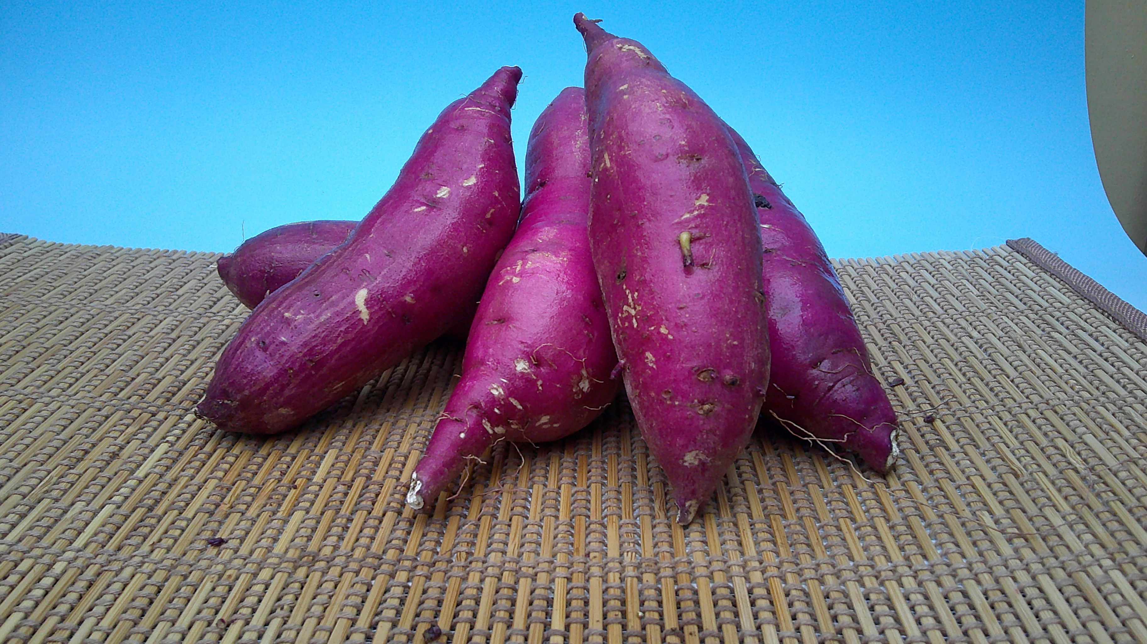 岩手県産】乾燥根昆布1kg 粘り強い 昆布茶 希少部位 煮物 出汁等に最適