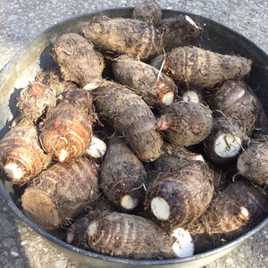 無農薬 里芋(赤芽) ホクホク系 1kg 