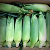 信州八重原産　菅谷ファームのとれたてとうもろこし　ゴールドラッシュ