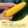 2025年8月発送【届いたらまずは まるかじり！】とうもろこし「恵味ゴールド」