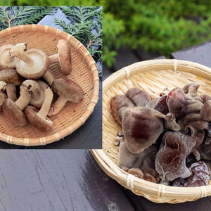 【お試しセット】定番しいたけ300ｇ＆生きくらげ300ｇ 