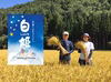 令和三年産新米 白川郷こしひかりプレミアム【白姫】
