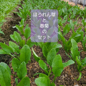 栄養満点ほうれん草とお鍋に春菊。春菊とほうれん草のセット