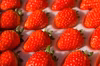 直売所でも大人気！いちご「よつぼし」完熟・朝摘　270g×2～