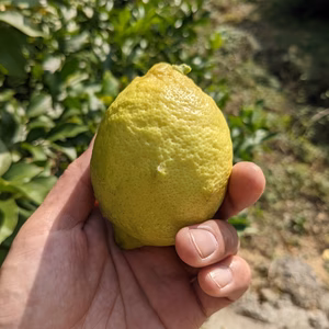 広島県産農薬不使用レモン