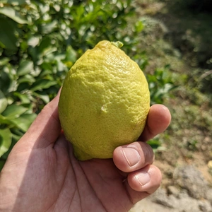 広島県産農薬不使用レモン