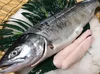 北海道!! 宗谷の網元直送 「銀毛生秋鮭」 約2.5kg/1尾(内臓処理加工)