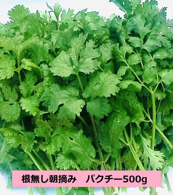 【たてやまかおり菜園】の『香り高い朝摘みパクチー500g』※根付き
