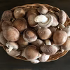 【原木しいたけ】ちいたけ〜こぶりな309（約500g）