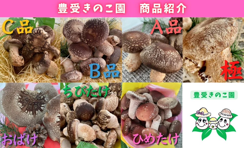【ワンコインお試しセット】500円☆超お得なしいたけセット【お一人様一点限り】
