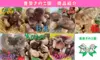 【ワンコインお試しセット】500円☆超お得なしいたけセット【お一人様一点限り】