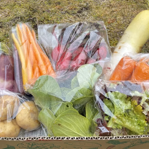 【無農薬】  びわ湖の水で育む有機野菜セット【9〜11品】