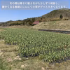 【完全熟成発酵】 トロけるような甘みの 広島県産 黒にんにく 【ギフト対応可】