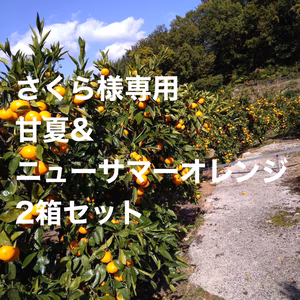 さくらさん専用　甘夏みかん　と　ニューサマーオレンジ　2箱セット