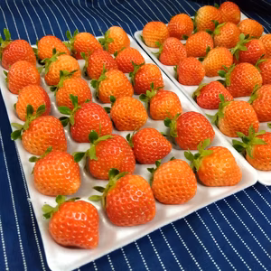 これからが旬！24玉2パック！夏秋いちご　青森県産　すずあかね　苺　夏イチゴ