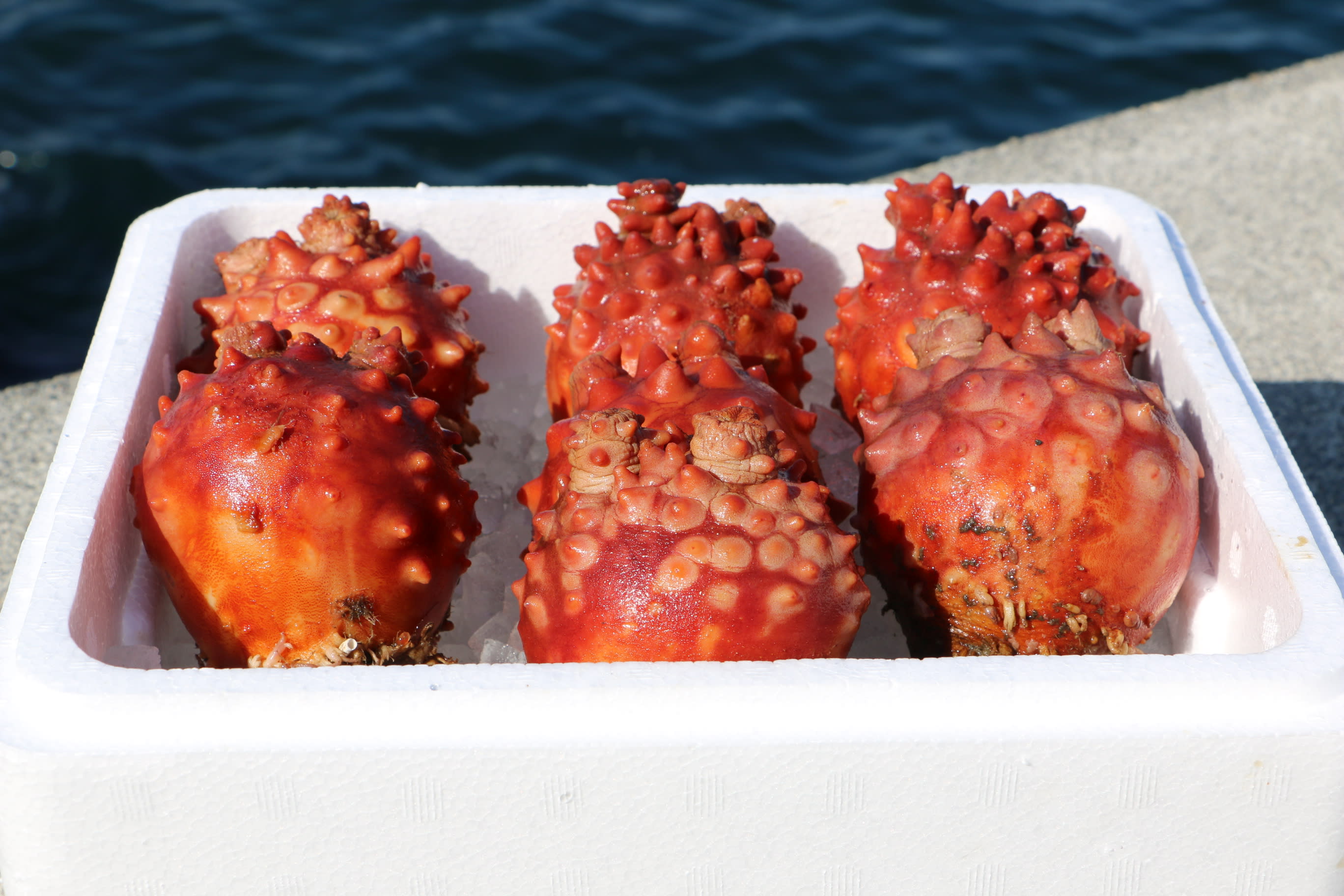 世界第4の珍味 三陸 釜石産 ホヤ 1kg 中 5 6個入り 農家漁師から産地直送の通販 ポケットマルシェ