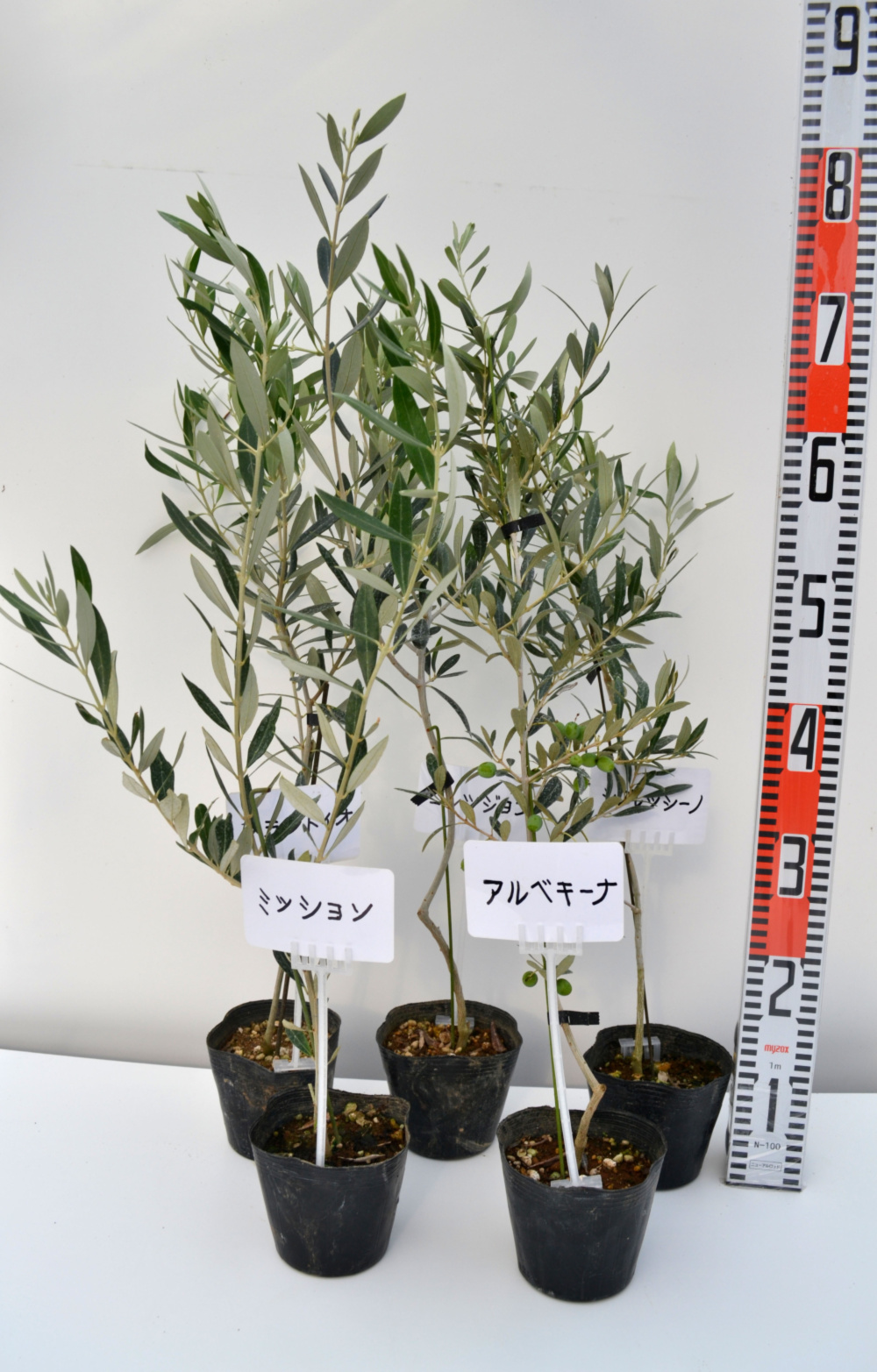 オリーブ苗木 複数種セット 12cmポット 樹高60 90cm 農家漁師から産地直送の通販 ポケットマルシェ