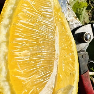 The citrus【LEMON】熱海レモン 2024