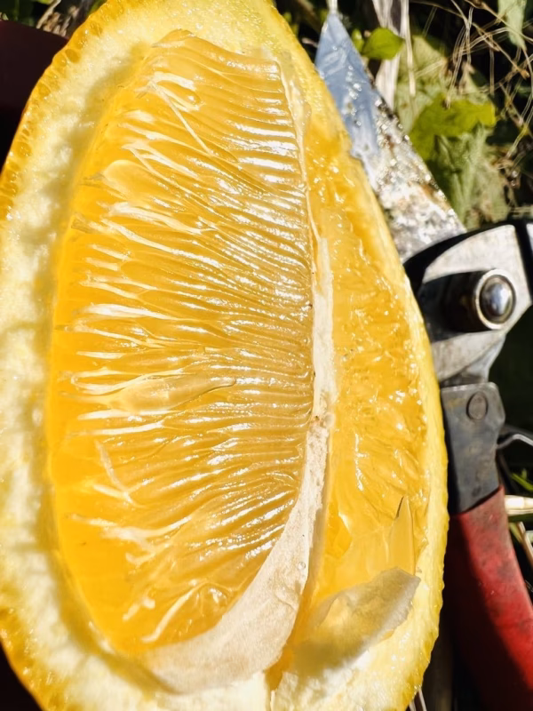 【LEMON】熱海レモン 2025