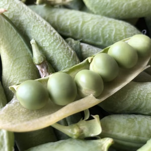 コロナなんか噴き飛ばせ！今だけボックスセット