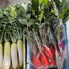 常温で発送　おまかせ10種類の野菜セット　日野菜、高菜、聖護院蕪、聖護院大根、等