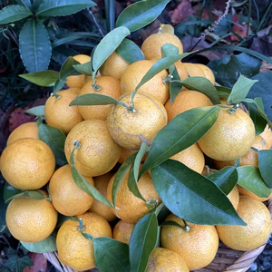 本日収穫‼️【すだち】3kg‼️無消毒、農薬・化学肥料不使用、ノーワックス