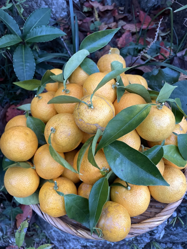 本日収穫‼️【すだち】3kg‼️無消毒、農薬・化学肥料不使用、ノーワックス