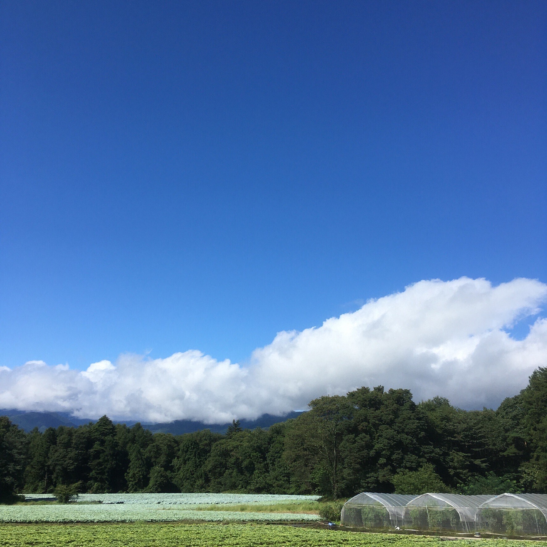 群馬県利根郡昭和村｜アグリレーヴ｜青木繁和さんの生産者プロフィール