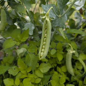 【予約販売】希少☆固定種グリーンピース