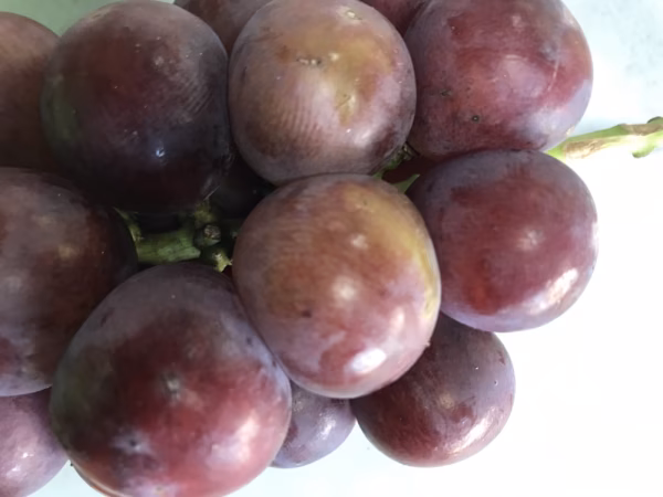 お買い得！ 加工用【ピオーネ】訳あり 