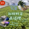 【三関産せり】せり 鍋 お歳暮 芹 鍋料理  きりたんぽ 秋田 セリ 天ぷら